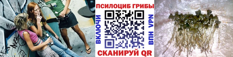 где купить наркоту  Татарск  Псилоцибиновые грибы прущие грибы 